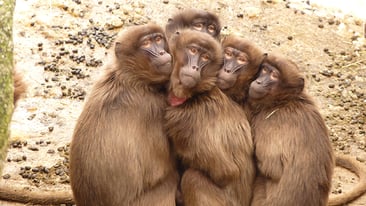 baboons-monkey-mammal-freeze-60023